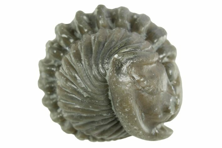 Wide Enrolled Flexicalymene Trilobite - Mt Orab, Ohio #380293
